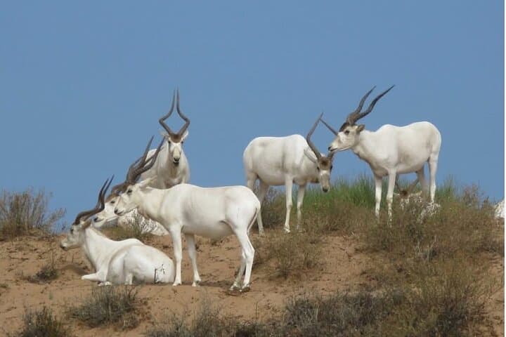 Souss Massa National Park Day Tour from Agadir — Wildlife, Dunes & Conservation Center