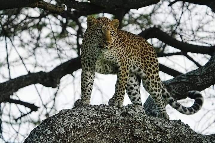 Luxury Fly-In Safari to the Heart of the Serengeti — 4-Day Guide photo 5