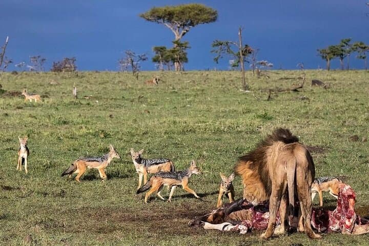 Luxury Fly-In Safari to the Heart of the Serengeti — 4-Day Guide photo 6