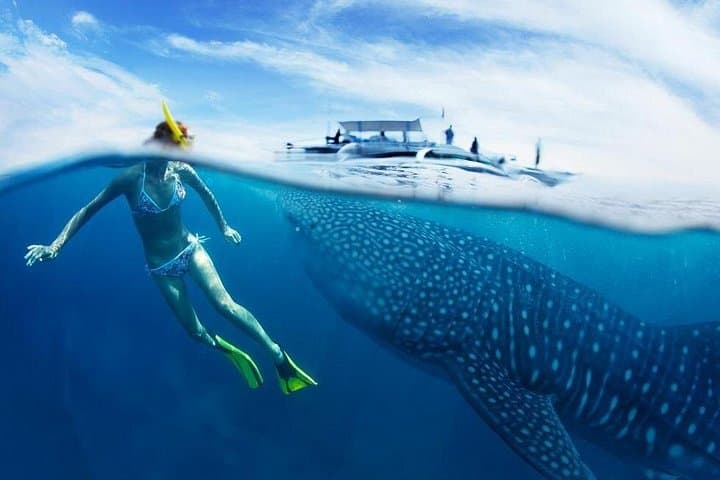 Oslob Whale Sharks, Tumalog Falls and Moalboal Sardine Run Day Trip photo 1