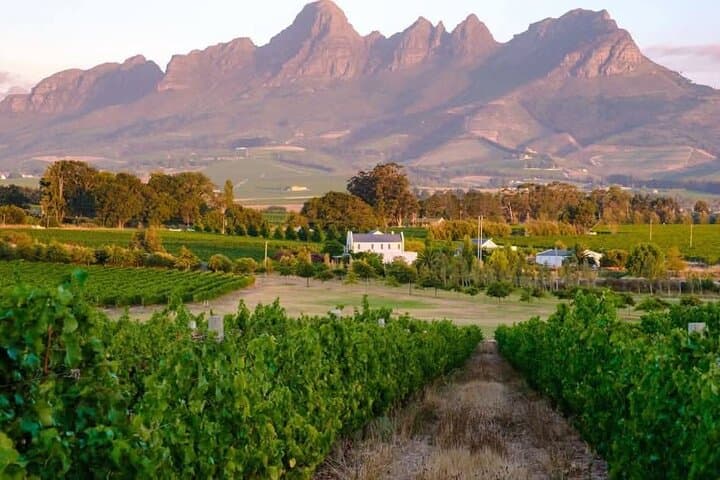 Stellenbosch Wine & Wildlife: Full-Day Tasting Tour from Cape Town photo 3