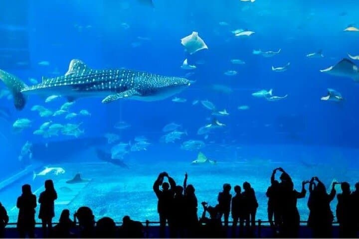 Dubai Aquarium & Underwater Zoo: Tunnel Walk, Penguin Cove & Visitor Guide