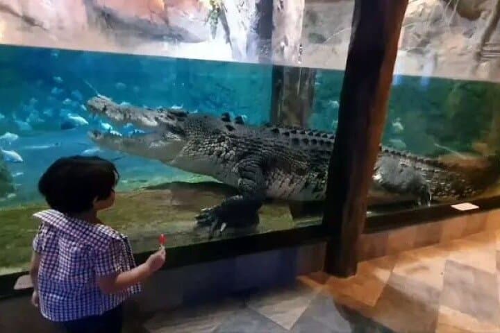 Dubai Aquarium & Underwater Zoo: Tunnel Walk, Penguin Cove & Visitor Guide photo 6