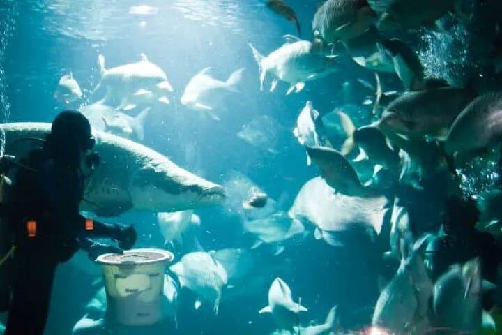 Dubai Aquarium & Underwater Zoo: Tunnel Walk, Penguin Cove & Visitor Guide photo 5