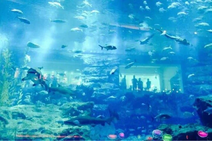 Dubai Aquarium & Underwater Zoo: Tunnel Walk, Penguin Cove & Visitor Guide photo 4