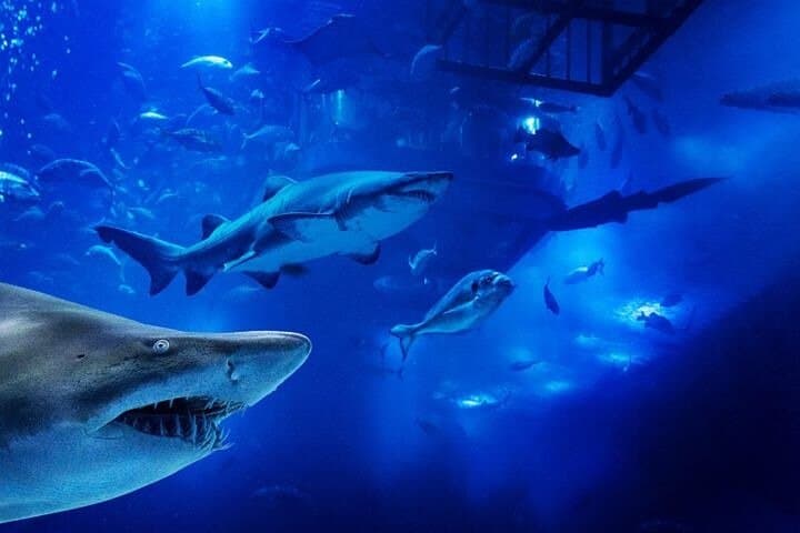 Dubai Aquarium & Underwater Zoo: Tunnel Walk, Penguin Cove & Visitor Guide photo 3