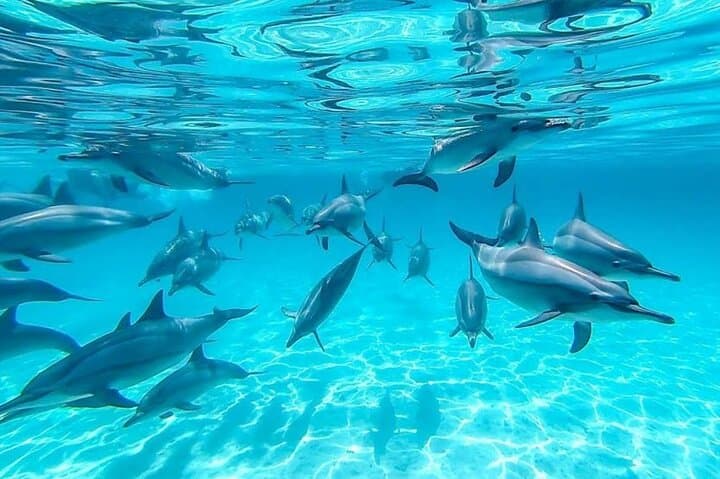 Hurghada Dolphin House VIP Snorkel Trip with Buffet Lunch photo 4