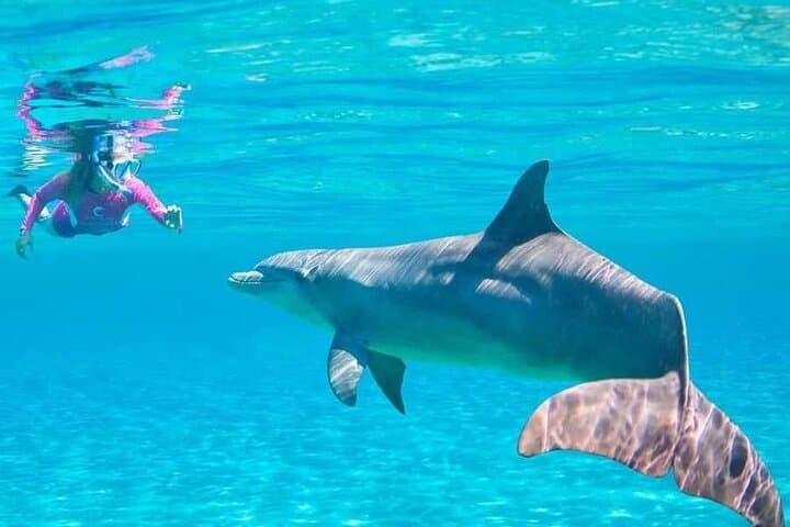 Hurghada Dolphin House VIP Snorkel Trip with Buffet Lunch photo 5