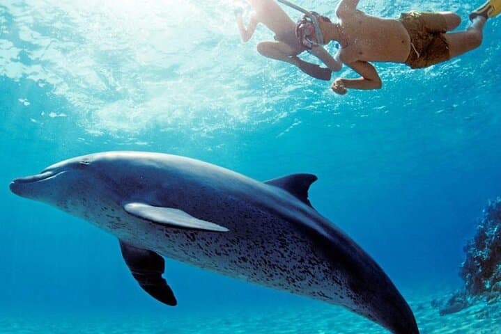 Hurghada Dolphin House VIP Snorkel Trip with Buffet Lunch photo 6