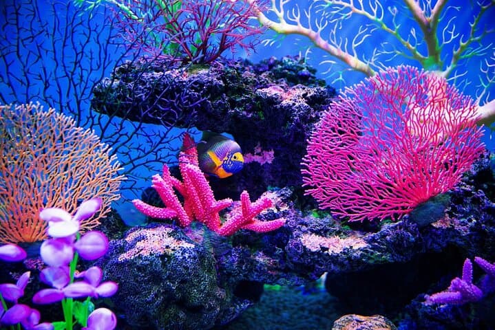 Catalina Island: Snorkel the Protected Reefs — Day Trip from La Romana photo 4