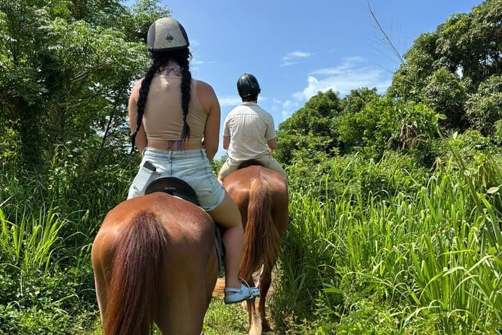 Antigua Horse Ride and Swim — Beach Horseback Adventure at SpringHill Stables
