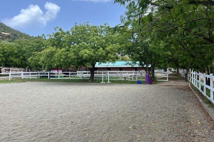 Antigua Horse Ride and Swim — Beach Horseback Adventure at SpringHill Stables photo 3