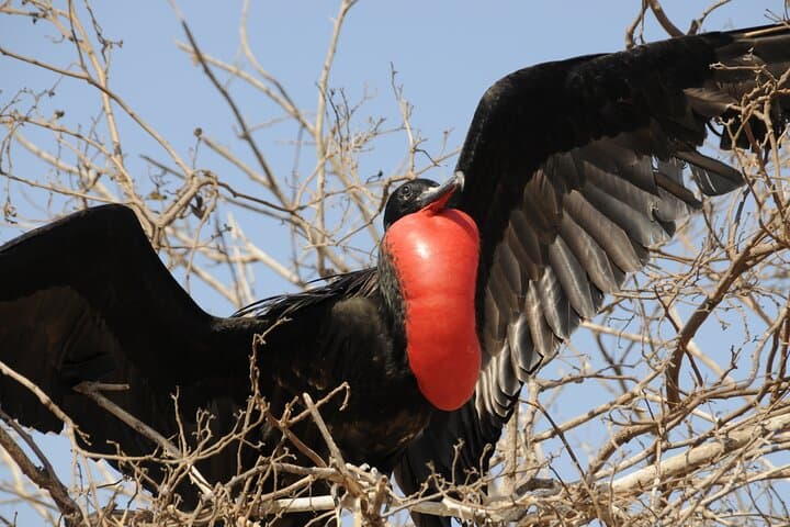 Galapagos Islands 7-Day Wildlife and Snorkel Tour from Puerto Ayora photo 3