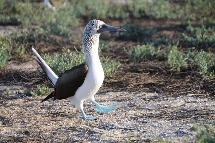 Galapagos Islands 7-Day Wildlife and Snorkel Tour from Puerto Ayora photo 4