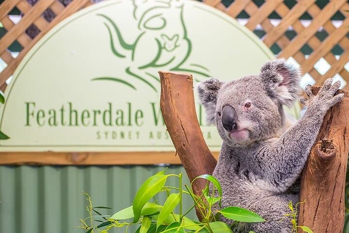 Private Sydney Luxury Tour: Blue Mountains, Scenic World & Featherdale Wildlife photo 6