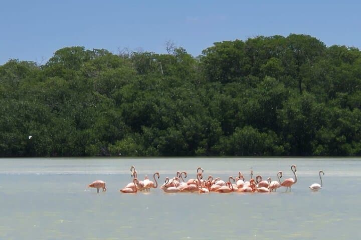 Celestún Flamingo Adventure from Mérida — Mangrove Boat Tour & Beach Lunch photo 2