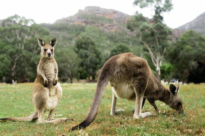 Melbourne to Adelaide in 2 Days: Great Ocean Road & Grampians Highlights photo 3