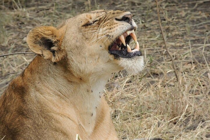 Lake Manyara & Ngorongoro: 2-Day Safari from Arusha photo 4