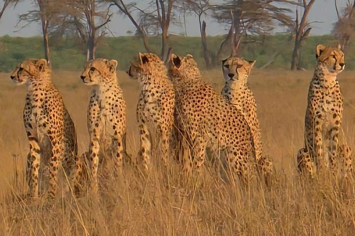 6-Day Amboseli, Maasai Mara & Lake Nakuru Safari — Big Five, Flamingos & Kilimanjaro Views photo 1