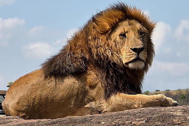 6-Day Amboseli, Maasai Mara & Lake Nakuru Safari — Big Five, Flamingos & Kilimanjaro Views photo 3