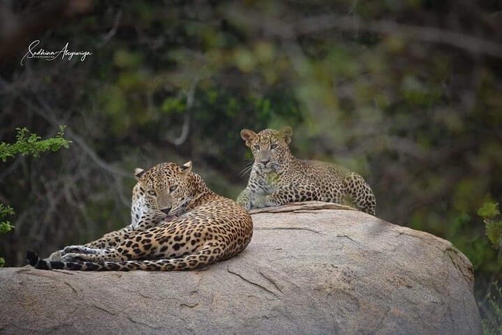 Yala National Park Leopard Safari — Full & Half Day Jeep Tours photo 3