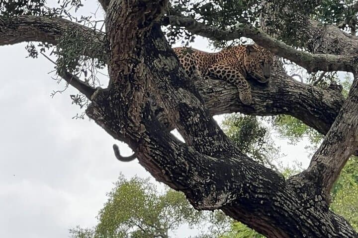 Yala National Park Leopard Safari — Full & Half Day Jeep Tours photo 4
