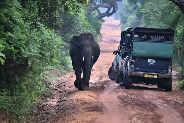 Yala National Park Leopard Safari — Full & Half Day Jeep Tours photo 5