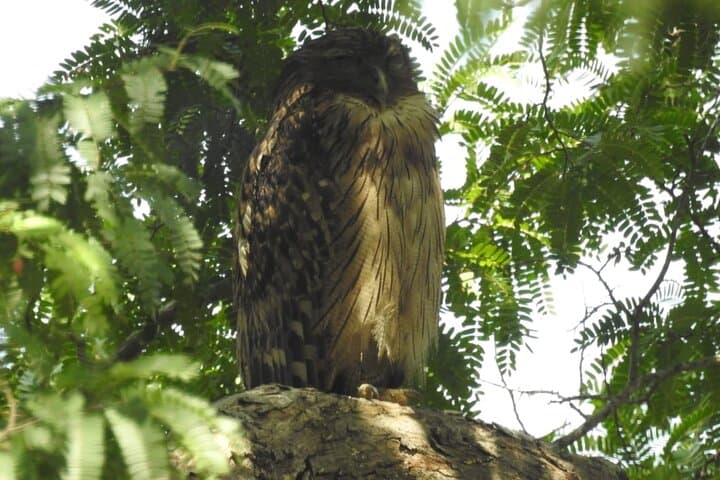 Yala National Park Leopard Safari — Full & Half Day Jeep Tours photo 6