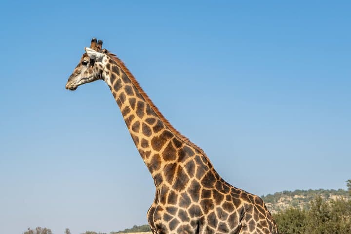 2-Day Tarangire & Ngorongoro Crater Big Five Safari from Arusha photo 5