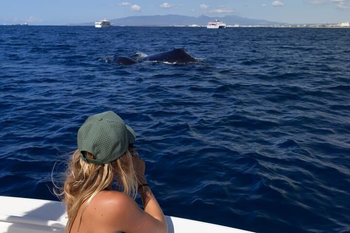 Private Oahu Whale Watching Tour from Waikiki — Small-Group Humpback Viewing photo 5