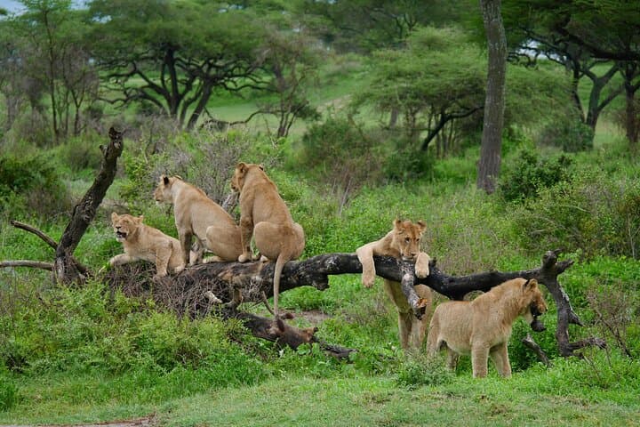 Lake Manyara & Ngorongoro: 2-Day Safari from Arusha