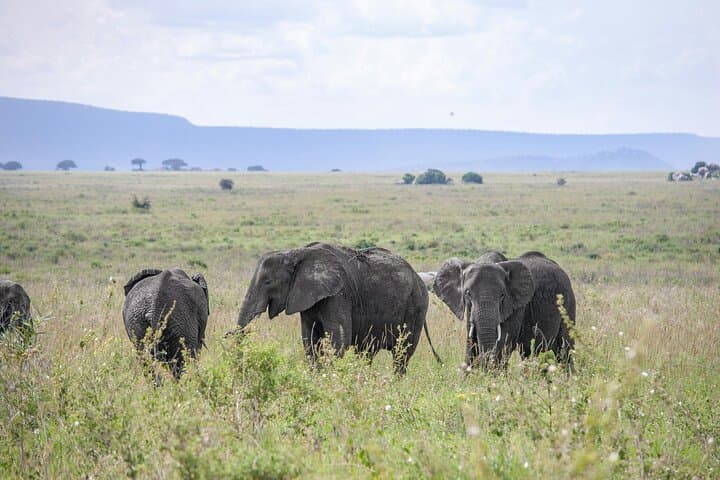 Lake Manyara & Ngorongoro: 2-Day Safari from Arusha photo 2