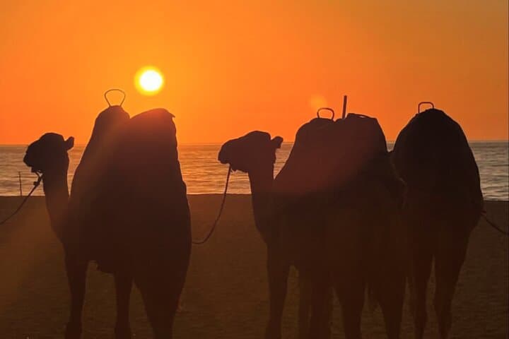 Sunset Camel Ride on Achakkar Beach — Tangier Coastal Experience photo 2