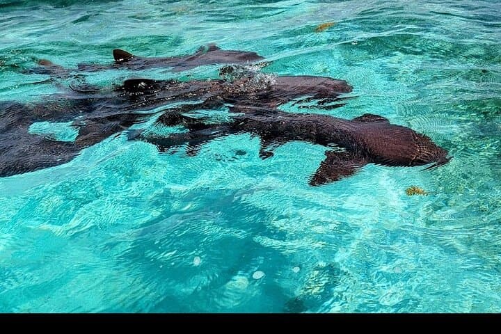 Belize Snorkel, Fishing & Beach BBQ Boat Tour — All-Inclusive Cayes Excursion photo 2