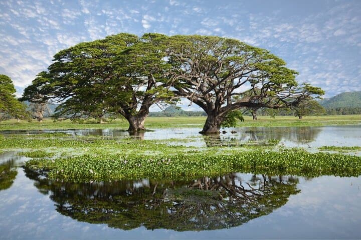 Tissamaharama Birding, Bats & Temple Tour from Hambantota Port photo 3