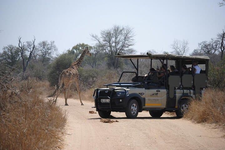 Hoedspruit to Kruger: Full-Day Guided Safari for Big Five and Wildlife Photography