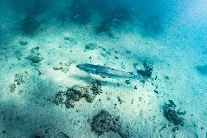 Paradise Island: Contoy and Isla Mujeres Day Trip from Playa del Carmen photo 2