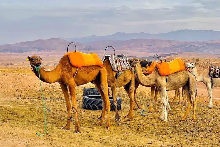 Sunset Camel Ride and Traditional Dinner in the Agafay Desert — Marrakech Evening Escape photo 4