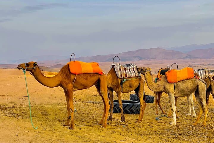 Sunset Camel Ride and Traditional Dinner in the Agafay Desert — Marrakech Evening Escape photo 5