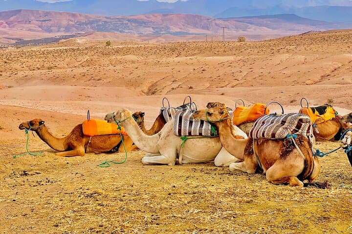 Sunset Camel Ride and Traditional Dinner in the Agafay Desert — Marrakech Evening Escape photo 3