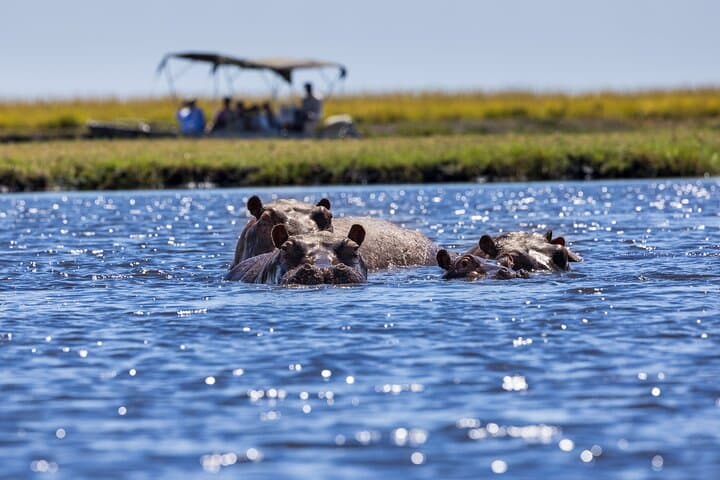 Chobe Day Trip from Victoria Falls: Game Drive, River Cruise & Riverside Lunch photo 5