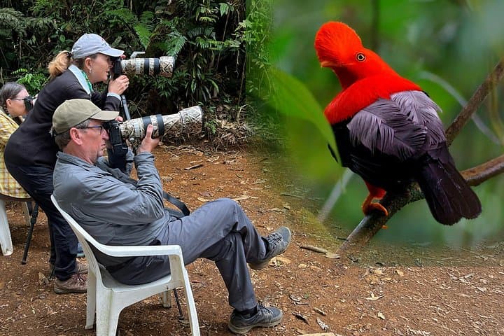 Cock of the Rock Photography Day Tour from Medellín to Jardín