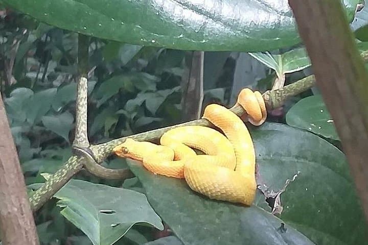Cahuita National Park Guided Hike: Caribbean Coast Wildlife & Culture photo 2