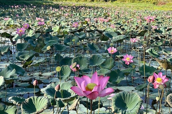 Sunset at My Son Sanctuary: Half-Day Tour from Hoi An photo 4