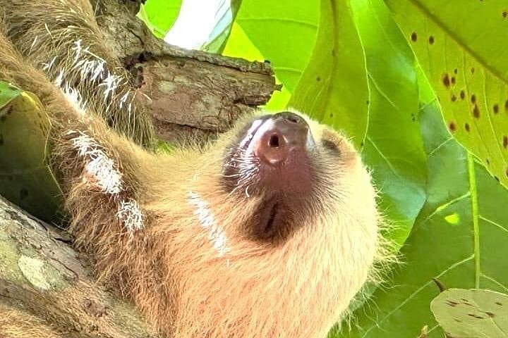 Cahuita National Park Guided Hike: Caribbean Coast Wildlife & Culture photo 3
