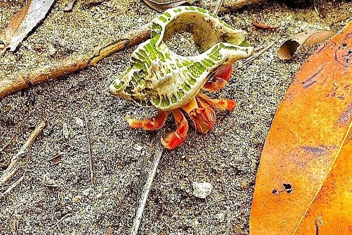 Cahuita National Park Guided Hike: Caribbean Coast Wildlife & Culture photo 4