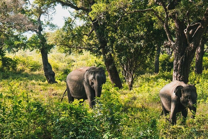 8-Day Private Sri Lanka Round Tour — Sigiriya, Kandy, Nuwara Eliya, Ella, Yala & Mirissa photo 5