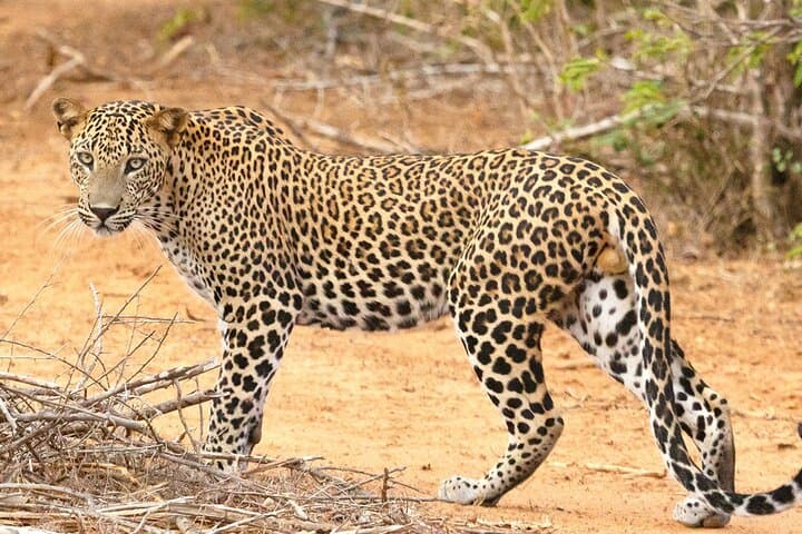 8-Day Private Sri Lanka Round Tour — Sigiriya, Kandy, Nuwara Eliya, Ella, Yala & Mirissa photo 6