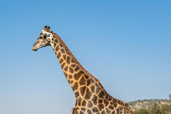 3-Day Big Five Safari: Serengeti & Ngorongoro Crater Wildlife Adventure photo 3