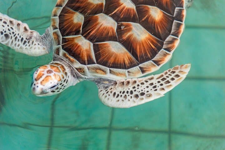 Khao Lak Sea Turtles, Temples & Bamboo Rafting Day Tour from Phuket photo 2